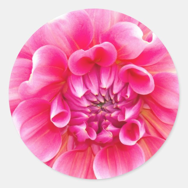 Sticker Rond Dahlia rose (Devant)