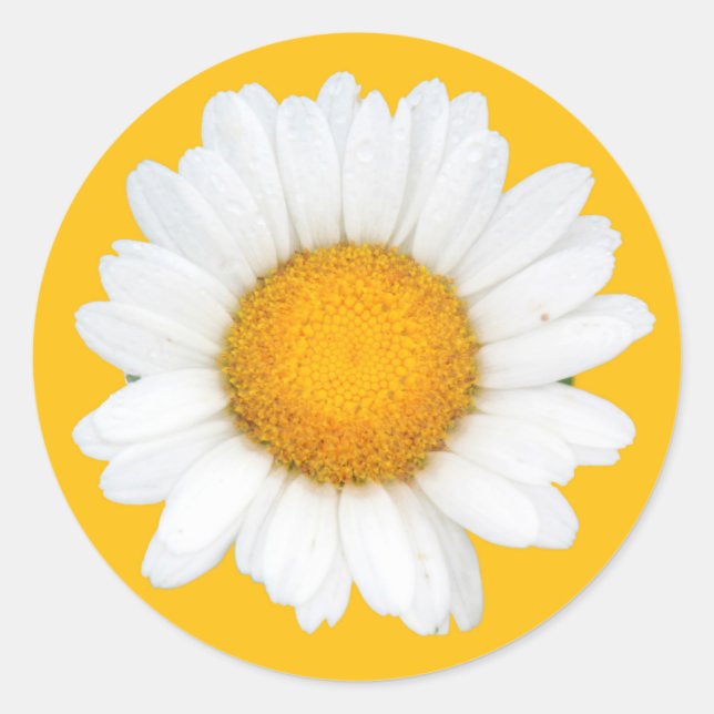 Sticker Rond Daisy (Devant)