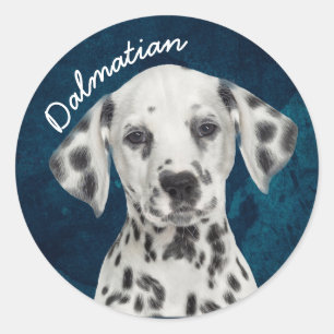 Sticker Rond Dalmatien
