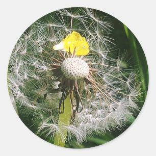 Sticker Rond Dandelion mignon