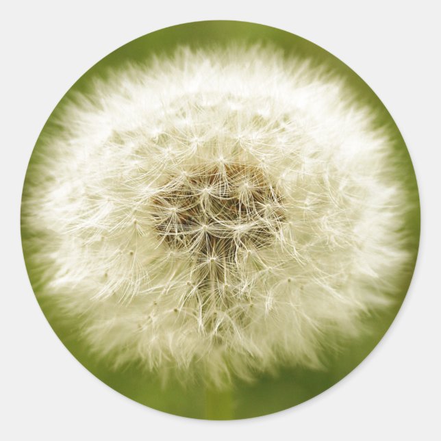 Sticker Rond Dandy Lion (Devant)