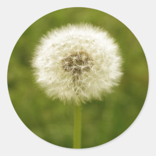 Sticker Rond Dandy Lion