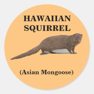 Sticker rond d'écureuil hawaïen (mangouste asiatiq