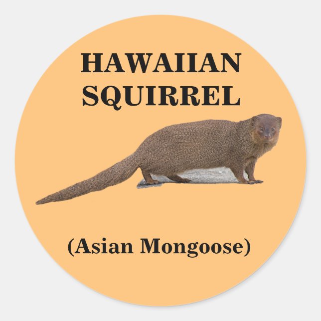 Sticker rond d'écureuil hawaïen (mangouste asiatiq (Devant)