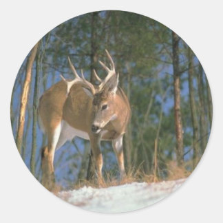 Sticker Rond Deer Buck