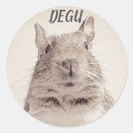 STICKER ROND ♧ DEGU ♧