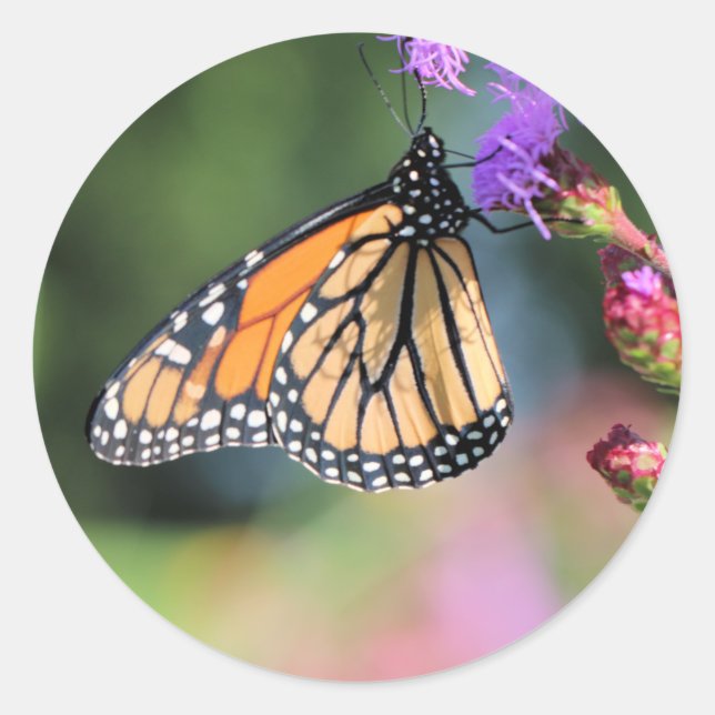 Sticker Rond Déjeuner monarque (Devant)