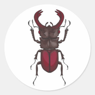 Sticker Rond Dendroctone du pin