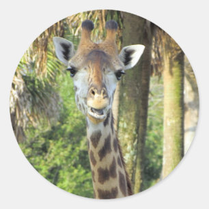 Sticker Rond Des chevaliers en Girafe