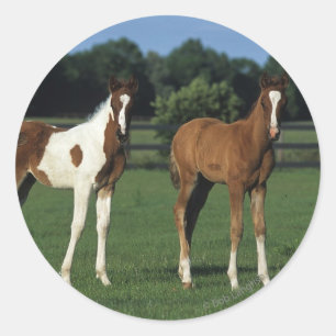 Sticker Rond Des poulains arabes debout dans le champ de Grassy
