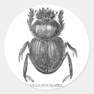 Sticker Rond Dessin à la plume et à l'encre de Scarabée vintage