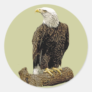 Sticker Rond Dessin d'Eagle chauve