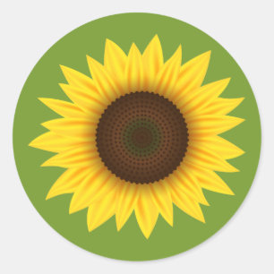 Sticker Rond Dessin Sur Tournesol Jaune Illustration Sur Vert
