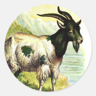 Sticker Rond Dessin vintage : Chèvre alpine