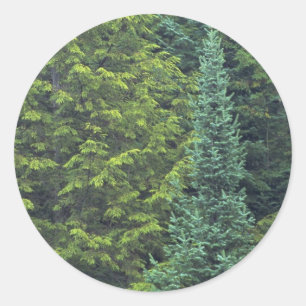 Sticker Rond Détail Abstrait de la forêt d'épinette et de sapin