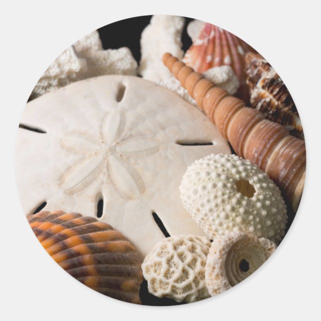 Sticker Rond Détail Des Coquillages Du Monde Entier (Devant)