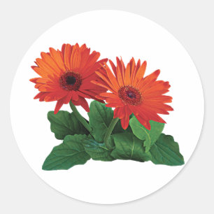 Sticker Rond Deux baies de Gerbera orange