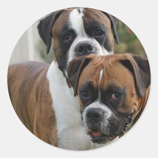 Sticker Rond Deux chiens de boxe (Devant)