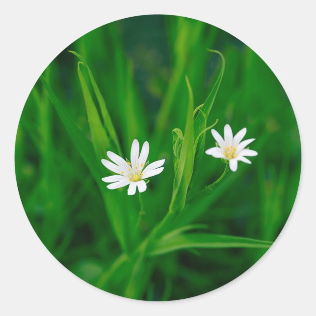 Sticker Rond deux fleurs blanches sur une prairie (Devant)