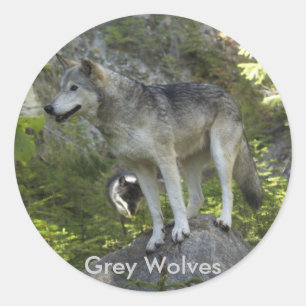 Sticker Rond Deux loups gris dans la nature sauvage des Rocheus