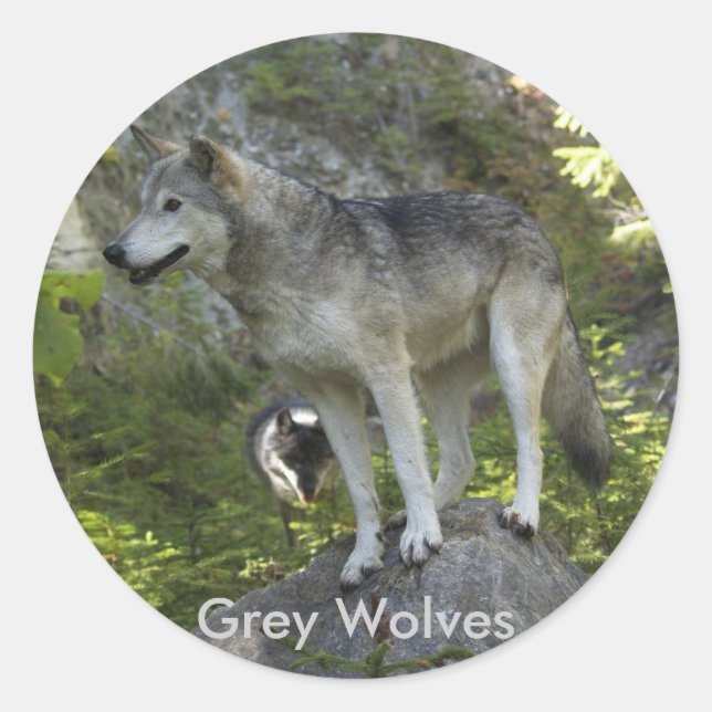 Sticker Rond Deux loups gris dans la nature sauvage des Rocheus (Devant)