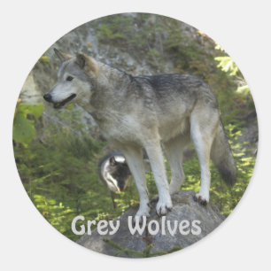 Sticker Rond Deux loups gris dans la nature sauvage des Rocheus