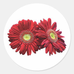 Sticker Rond Deux marguerites rouges