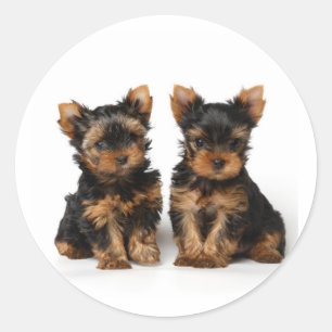 Sticker Rond Deux petits superbes