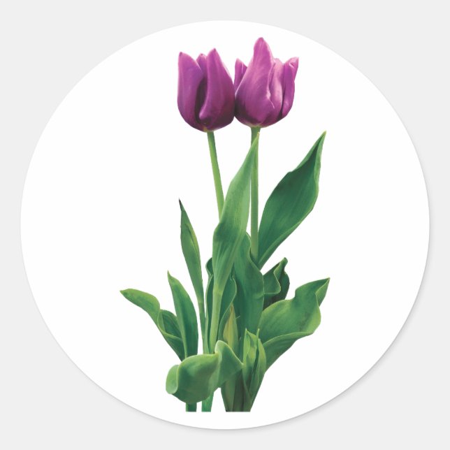Sticker Rond Deux tulipes violettes (Devant)