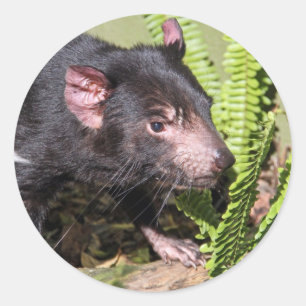 Sticker Rond Diable de Tasmanie, Australie