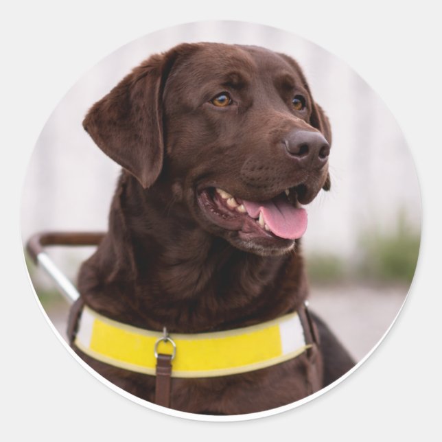 Sticker Rond Diplôme de Chien Guide Labrador Chocolat  (Devant)