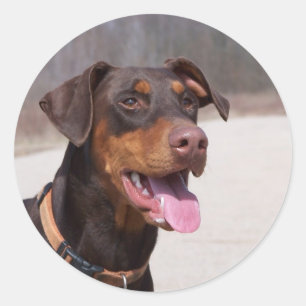 Sticker Rond Doberman