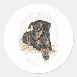 Sticker Rond Doberman Chien oreilles naturelles