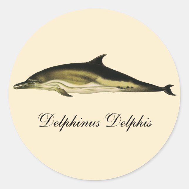 Sticker Rond Dolphin Delphinus Delphis, Mammifères marins Vinta (Devant)
