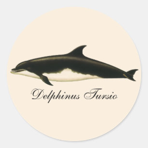 Sticker Rond Dolphins vintages Delphinus Tursio, Mammifères mar