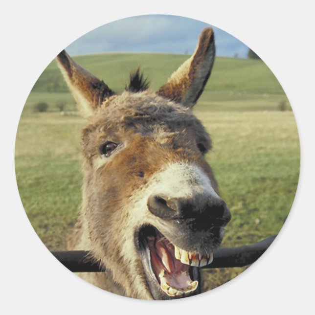 Sticker Rond Donkey (Devant)