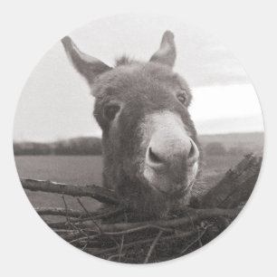 Sticker Rond Donkey amical - Photo Vintage