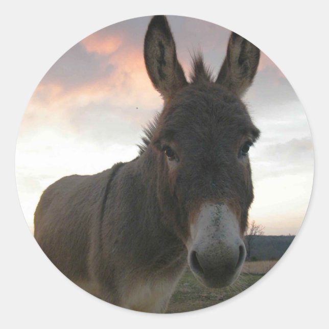 Sticker Rond Donkey Art (Devant)