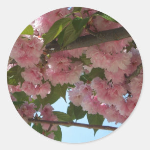 Sticker Rond Double Blossoming Cherry