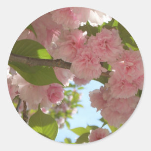 Sticker Rond Double floraison cerisier III printemps fleuri