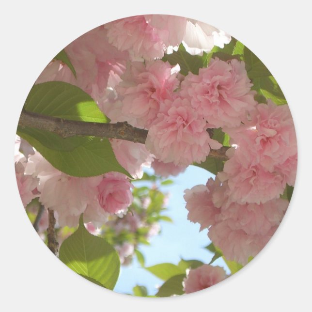 Sticker Rond Double floraison cerisier III printemps fleuri (Devant)