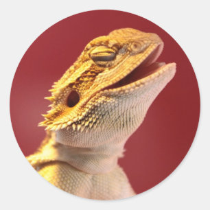 Sticker Rond Dragon à coeur de rire