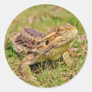 Sticker Rond Dragon barbu curieux 2