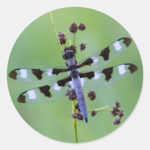 Sticker Rond Dragon fly perched on grass