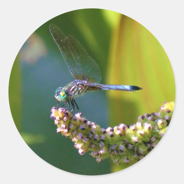Sticker Rond Dragonfly aux yeux turquoises (Devant)