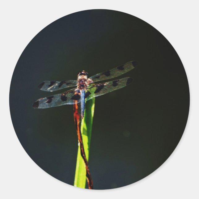 Sticker Rond Dragonfly bleu et noir sur gazon vert et rouge (Devant)