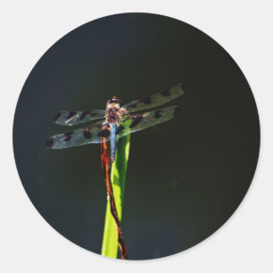 Sticker Rond Dragonfly bleu et noir sur gazon vert et rouge