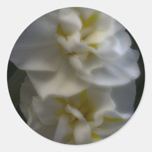 Sticker Rond Dreamy Narcissus Daffodils
