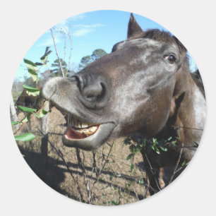 Sticker Rond Drôle Cheval brun visage