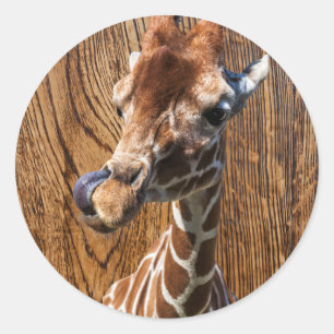 Sticker Rond Drôle girafe sur arrière - plan de bois